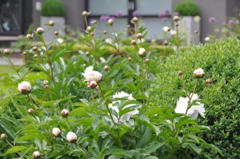 Pivoines blanches, les pivoines roses en bouton à l’arrière fleurissent un peu plus tard