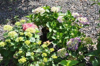 Hortensia en fleurs à la pépinière