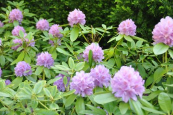 Rhododendron au jardin