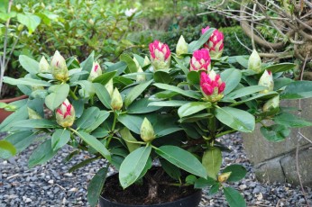 Rhododendron à la pépinière