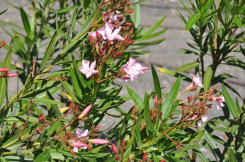 Oleander (laurier rose)