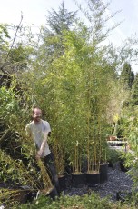 Bambous, tailles diverses