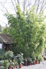 Camélias, bambous