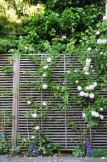Rosiers grimpants sur treillis en bois, plantes vivaces et fleurs annuelles