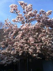 Le magnolia en pleine floraison en avril